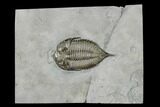 Dalmanites Trilobite Fossil - New York #147294-1